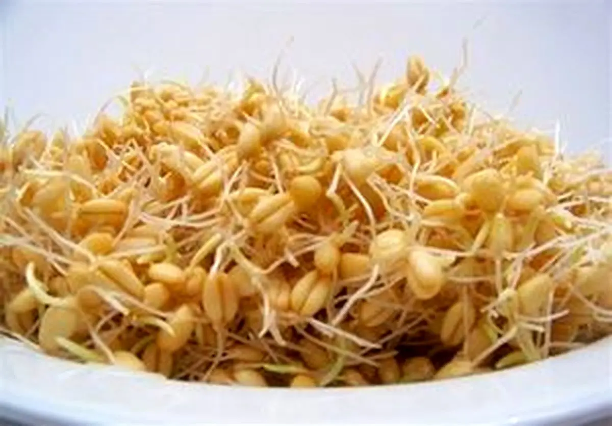چرا "جوانه گندم" اکسیر جوانی است +خواص و اثرات