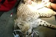 آخرین وضعیت یوزپلنگ زخمی شده سمنان