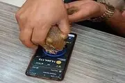 همستربازی با سنجاب ایرانی؛ نخستین متخلف همستر تحت پیگرد قضایی قرار گرفت