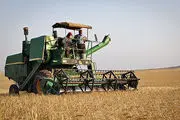 برداشت ۸۵ هزار تن گندم در استان بوشهر