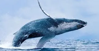 نهنگ ارز دیجیتال چیست و چه تأثیری بر قیمت بیتکوین دارد؟