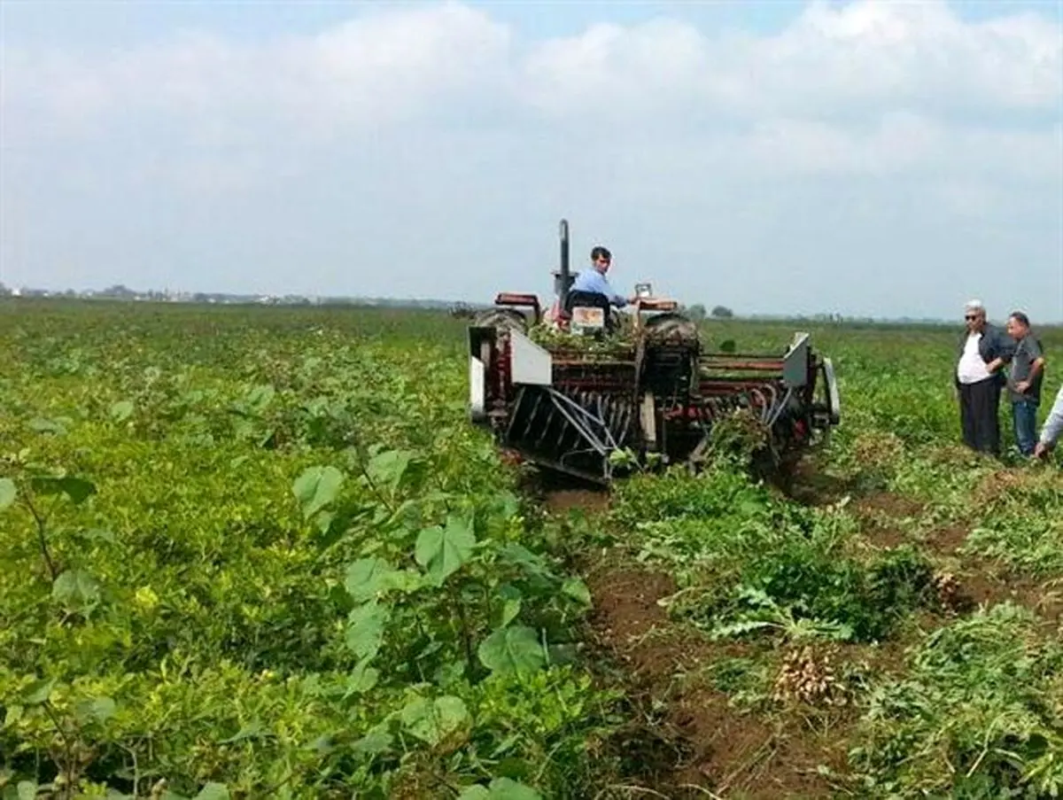 آغاز برداشت بادام زمینی به روش مکانیزه در پارس آباد + عکس