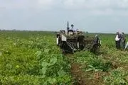 آغاز برداشت بادام زمینی به روش مکانیزه در پارس آباد‌ + عکس