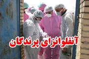 آنفلوانزای فوق حاد پرندگان در کشور در کنترل و مهار قرنطینه ای است