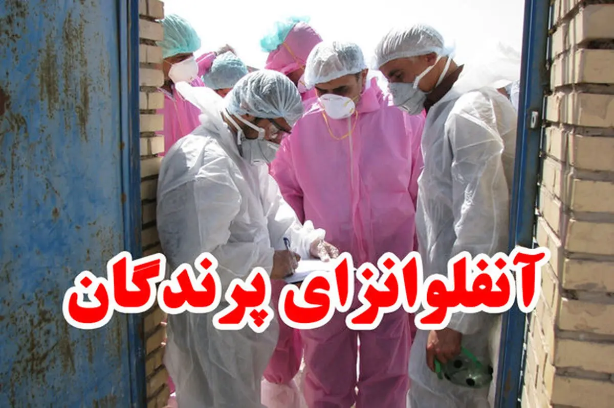 آنفلوانزای فوق حاد پرندگان در کشور در کنترل و مهار قرنطینه ای است