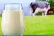 نرخ شیر خام تصویب شد
