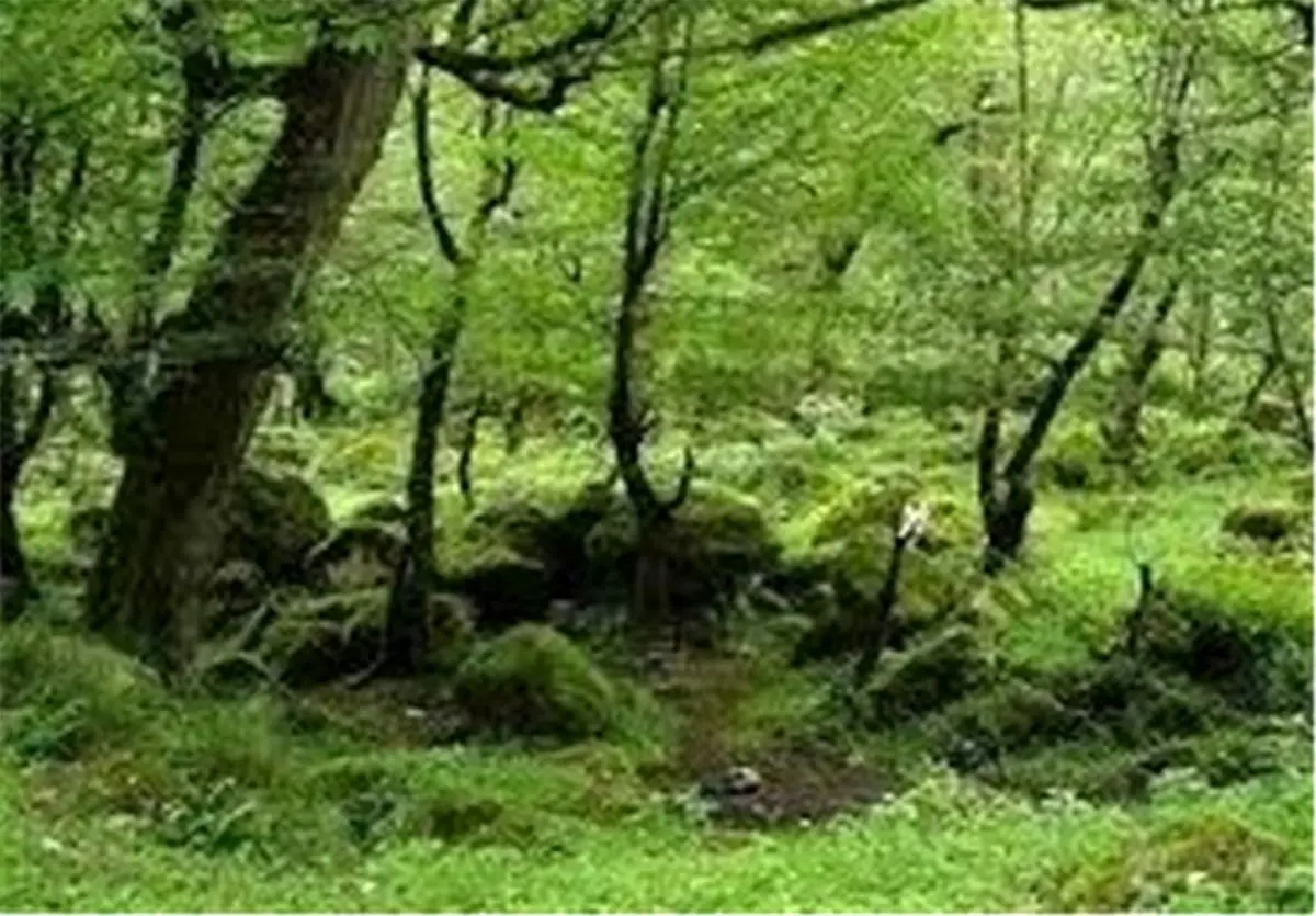  جنگل‌ مصنوعی در شهرستان ایجرود کاشته می‌شود 