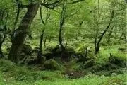  جنگل‌ مصنوعی در شهرستان ایجرود کاشته می‌شود 