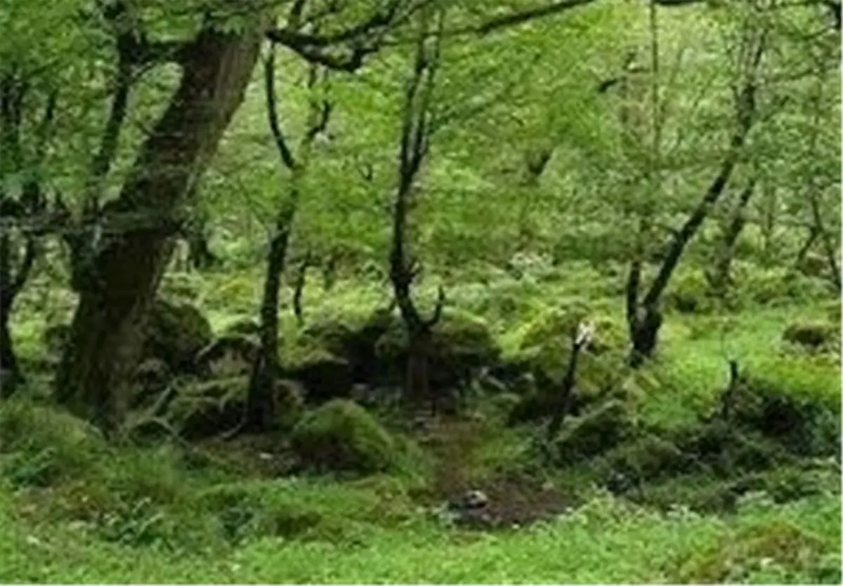  جنگل‌ مصنوعی در شهرستان ایجرود کاشته می‌شود 