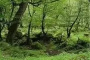  جنگل‌ مصنوعی در شهرستان ایجرود کاشته می‌شود 