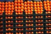 عرضه میوه شب عید ۱۰ درصد زیر قیمت بازار
