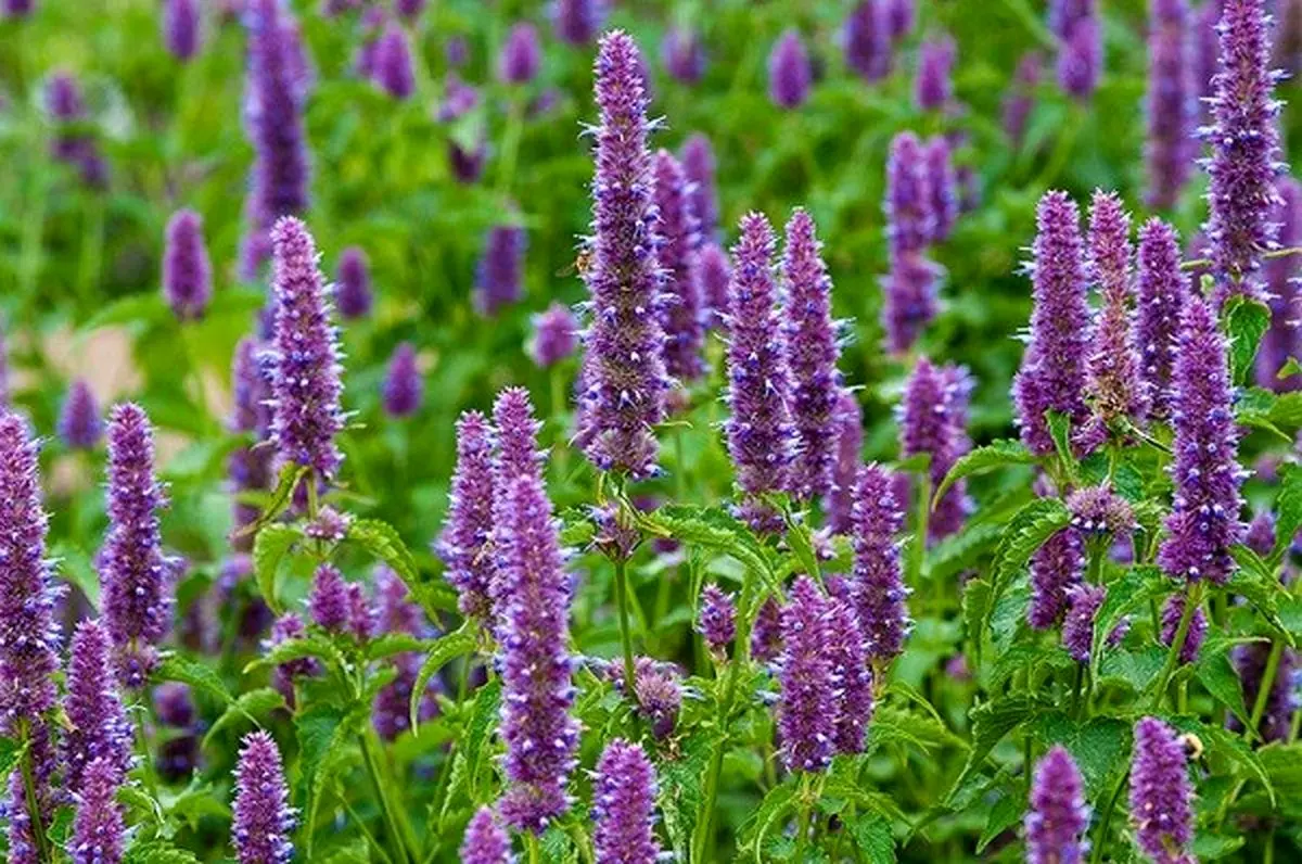 چگونه گیاهان را سمپاشی کنیم؟