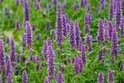 چگونه گیاهان را سمپاشی کنیم؟