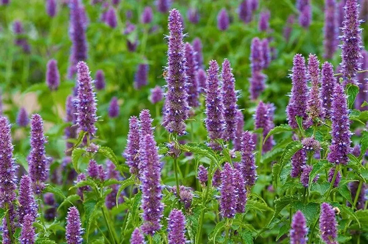 چگونه گیاهان را سمپاشی کنیم؟