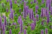 چگونه گیاهان را سمپاشی کنیم؟