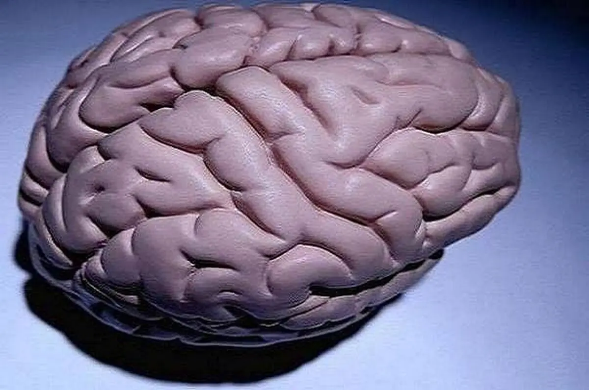 چگونه مغز فعال داشته باشیم؟! 