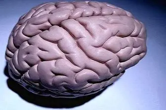 مغز انسان قند تولید می‌کند!
