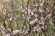بهار زودهنگام جنوب/ گزارش تصویری