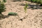 به مزارع کشاورزی کوهبنان خسارات زیادی وارد شد+تصاویر