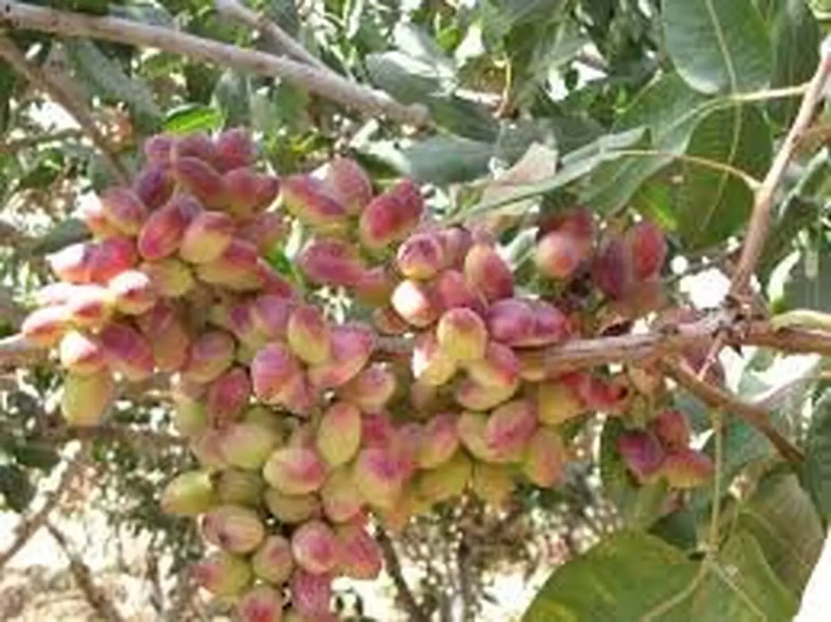 
آغاز برداشت پسته در باغات بردسکن
