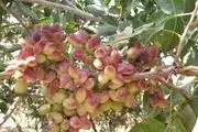 
آغاز برداشت پسته در باغات بردسکن
