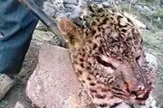 کشتار بی‌رحمانه نهمین قلاده پلنگ در سال جاری