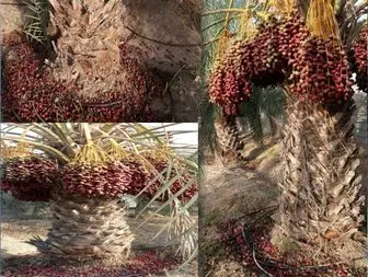 خسارت گرمای هوا به کشاورزان جنوب کرمان /تصاویر