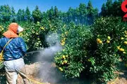 سم کشاورزی دو کودک را به کما برد 