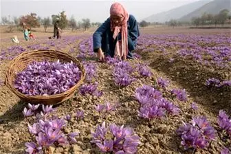 تداوم تلاش ها برای تنظیم بازار زعفران