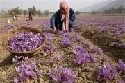 آخرین وضع برداشت زعفران در کشور