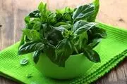 خواص بی نظیر ریحان+ 10 ویژگی منحصر به فرد