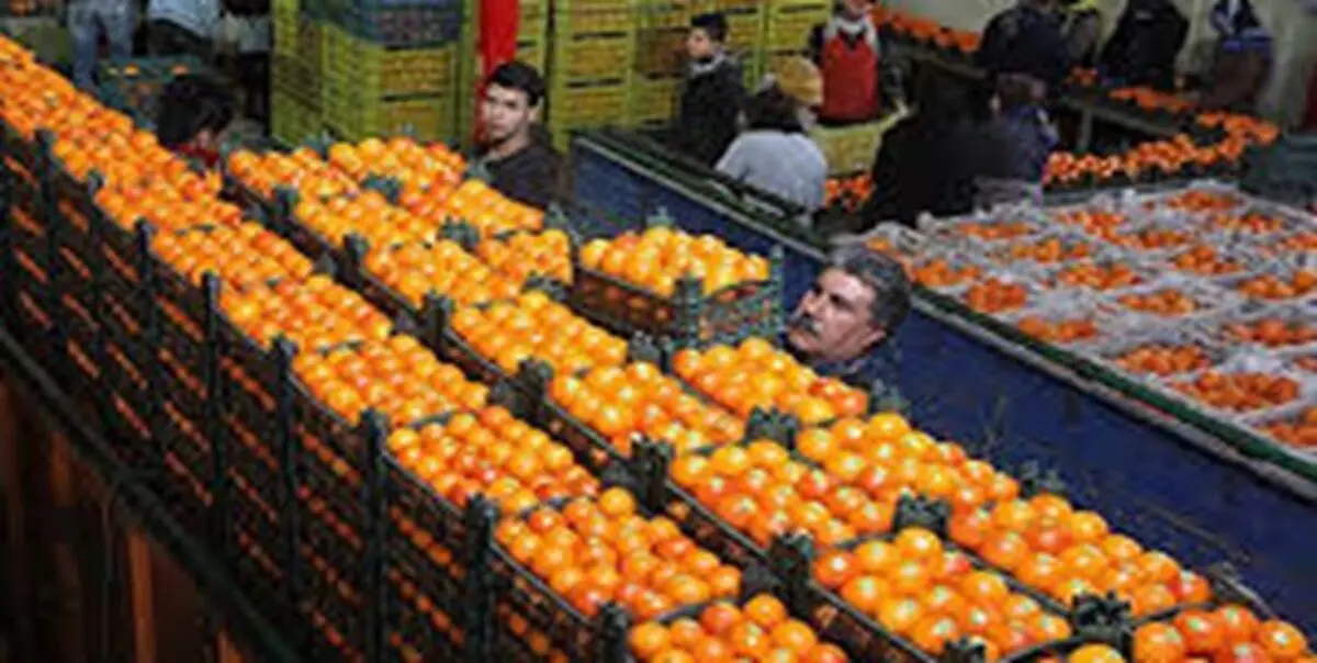 فراوانی میوه با قیمت مناسب