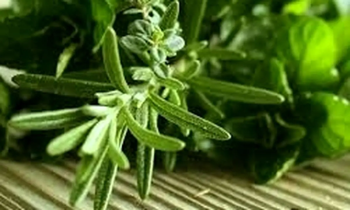 گیاهی مخصوص تقویت حافظه دانش‌آموزان