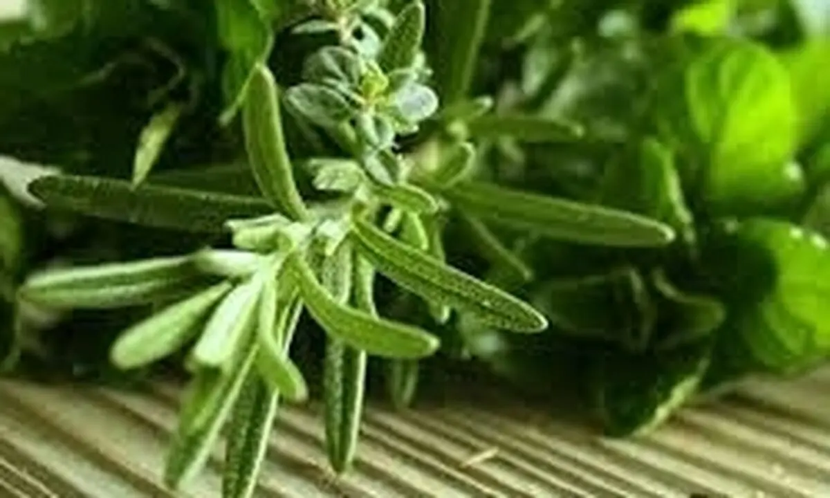گیاهی مخصوص تقویت حافظه دانش‌آموزان