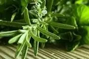 گیاهی مخصوص تقویت حافظه دانش‌آموزان