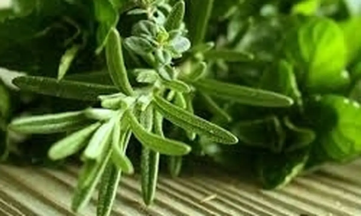 گیاهی مخصوص تقویت حافظه دانش‌آموزان