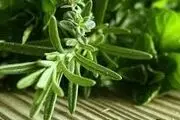 گیاهی مخصوص تقویت حافظه دانش‌آموزان