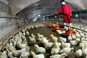 معدوم شدن 11 میلیون قطعه مرغ در 3 ماه