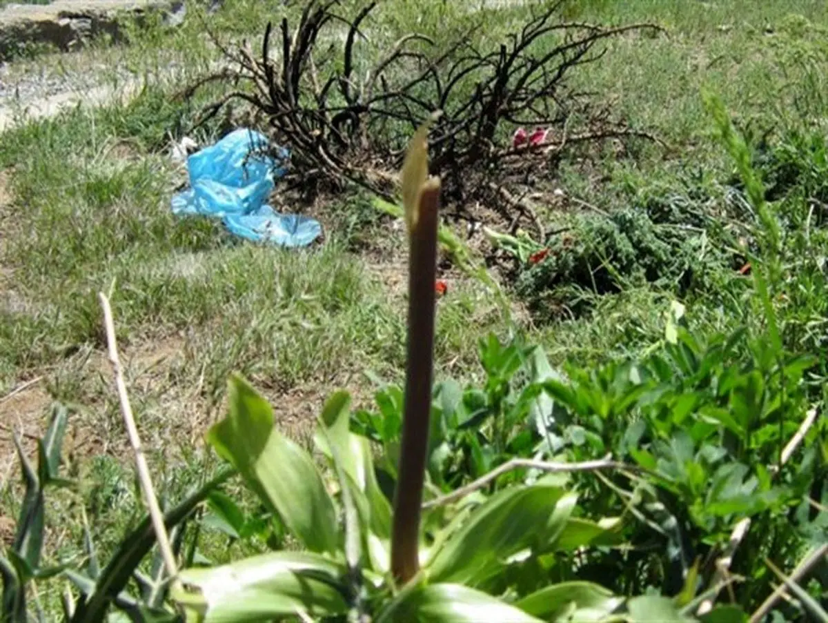 چهره زخمی گلستانکوه خوانسار+ تصاویر