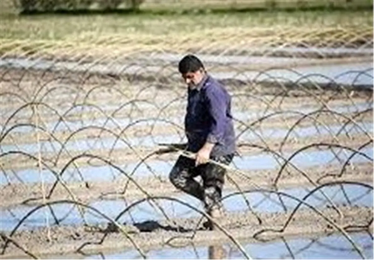 نشاء مکانیزه برنج در اراضی شالیزاری مازندران آغاز شد
