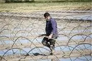  نشاء مکانیزه برنج در اراضی شالیزاری مازندران آغاز شد 
