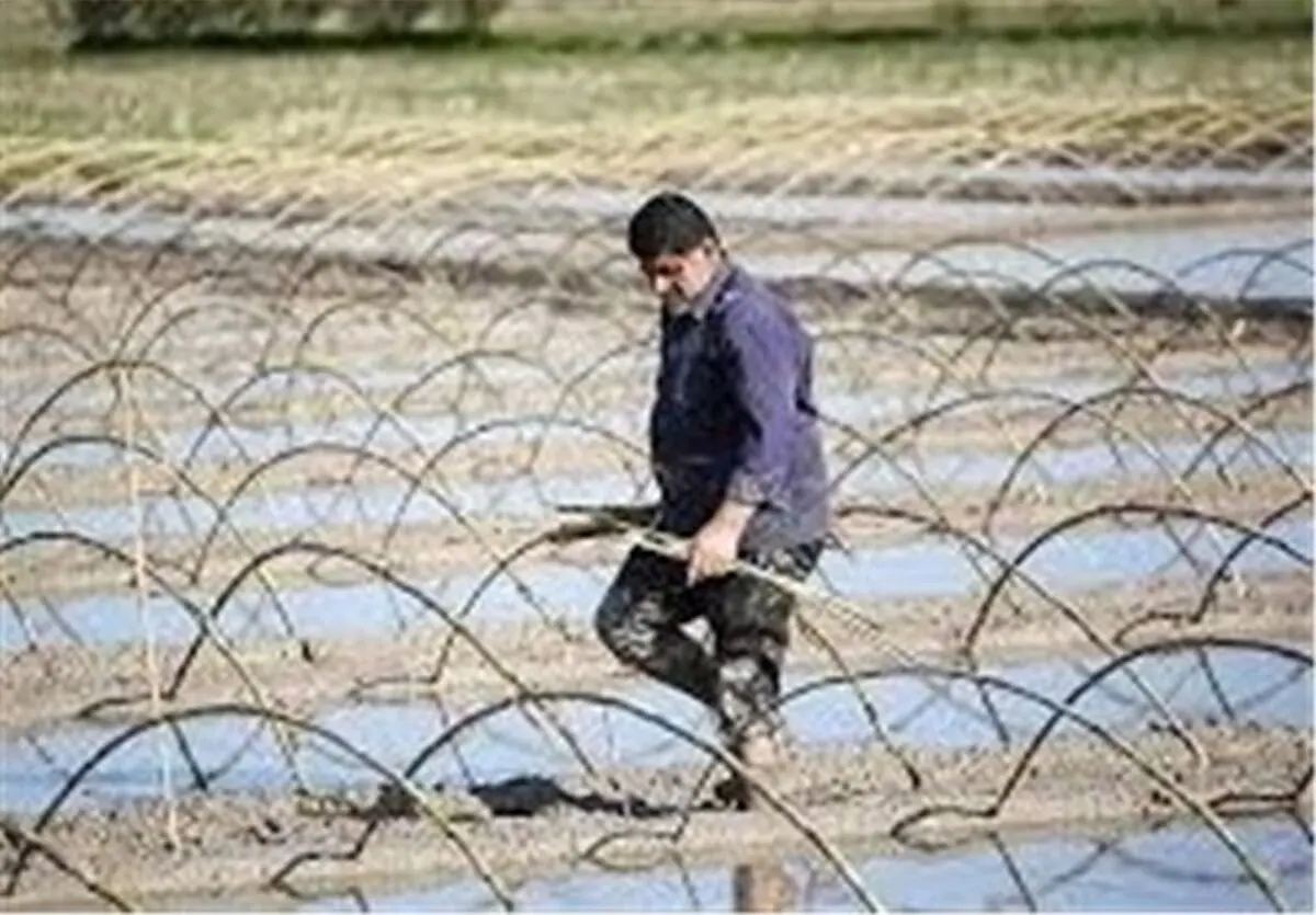  نشاء مکانیزه برنج در اراضی شالیزاری مازندران آغاز شد 