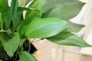 هر آنچه که باید در مورد گیاه برگ عبایی بدانید