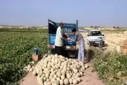 درآمد 50 میلیاردی کشاورزان دره شهری از برداشت طالبی