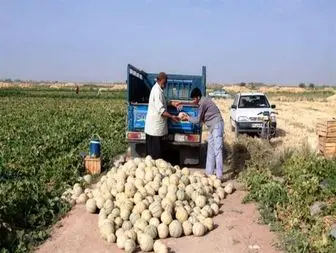 درآمد 50 میلیاردی کشاورزان دره شهری از برداشت طالبی