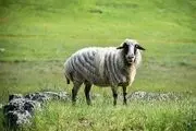 طبیعت بکر سوباتان تالش/ گزارش تصویری