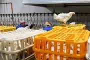 نوسانات بازار مرغ فروکش می‌کند
