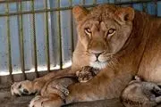 صدور مجوز تکثیر و فروش حیوانات باغ‌وحش، تحت چه ضوابطی مجاز شد؟