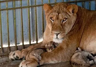 صدور مجوز تکثیر و فروش حیوانات باغ‌وحش، تحت چه ضوابطی مجاز شد؟