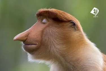 8QflgMvPDEjc